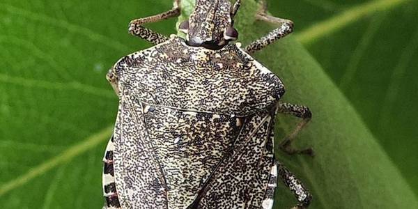 Immagine decorativa per il contenuto CAMPAGNA INFORMATIVA SULLA CIMICE ASIATICA